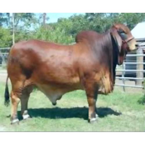 LOT 100 -  OPPORTUNITY TO INCLUDE 1 COW IN AN ASPIRATION PROCEDURE TO +SRS MR. PASCO 812
