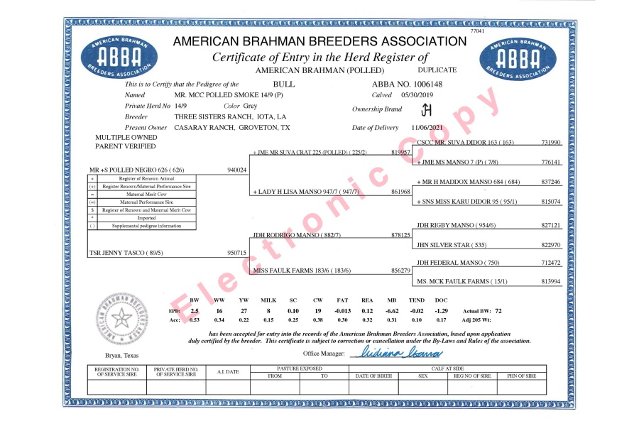 VBCC MISS GOOD LORD LORI 33/1 X MR. MCC POLLED SMOKE 14/9 (P) - GRAY BRAHMAN FEMALE SEXED EMBRYOS - USA