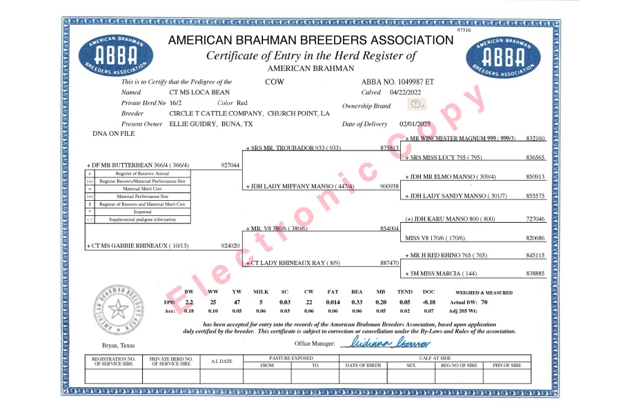 CT MS LOCA BEAN 16/2 X MR. FONTENOT 200 - RED BRAHMAN FEMALE SEXED EMBRYOS - MEXICO