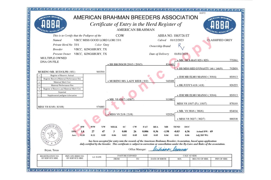 VBCC MISS GOOD LORD LORI 33/1 X MR. MCC POLLED SMOKE 14/9 (P) - GRAY BRAHMAN FEMALE SEXED EMBRYOS - USA