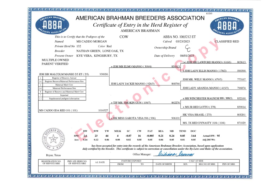 MS CADDO MORGAN 132  X +TJF MR. SMOKIN GUN 109/7 - RED BRAHMAN FEMALE SEXED EMBRYOS - MEXICO