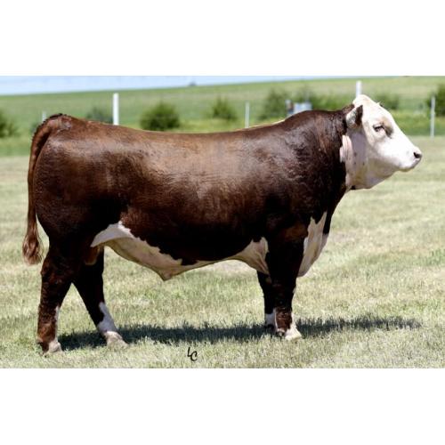LOT 107 - 3 SEXED F1 EMBRYOS- 584/4  X ON POINT