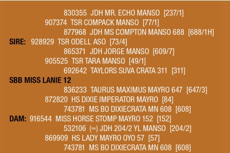 LOT 108 - SBB MISS LANIE 12