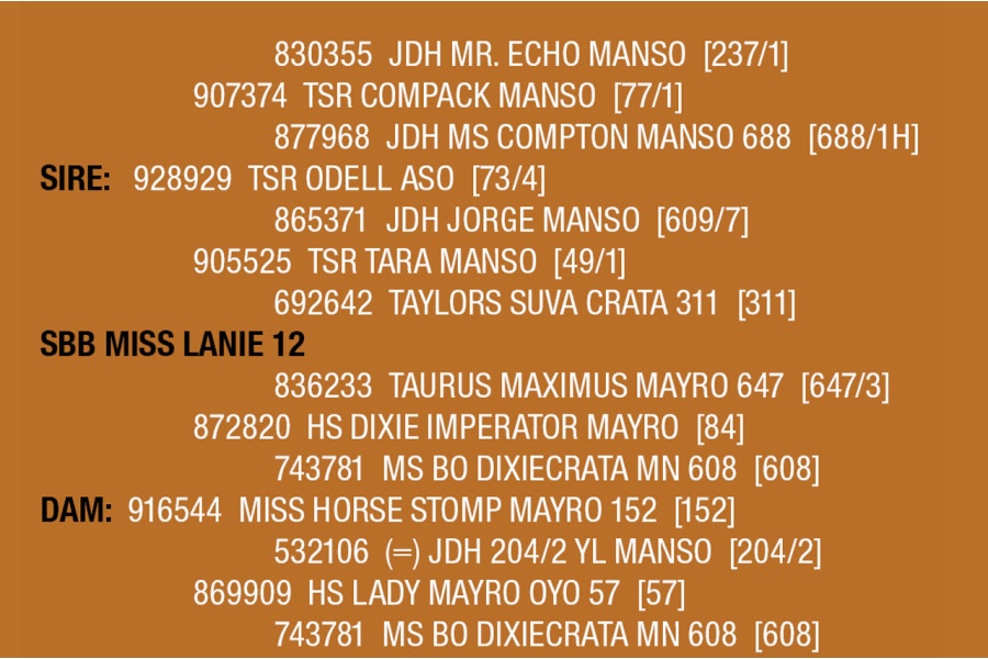 LOT 108 - SBB MISS LANIE 12
