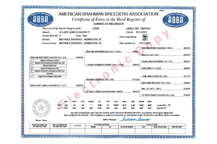 LOT 04 - 4J LADY AMELIA MANSO 57