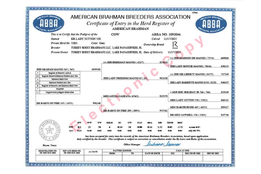 LOT 05 - KR LADY SUTTON 320