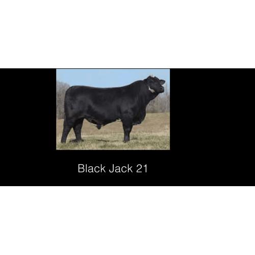 LOT 011 - 5  UNITS OF CONVENTIONAL SEMEN- BLACK JACK 21