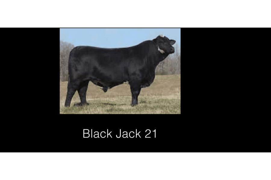 LOT 011 - 5  UNITS OF CONVENTIONAL SEMEN- BLACK JACK 21