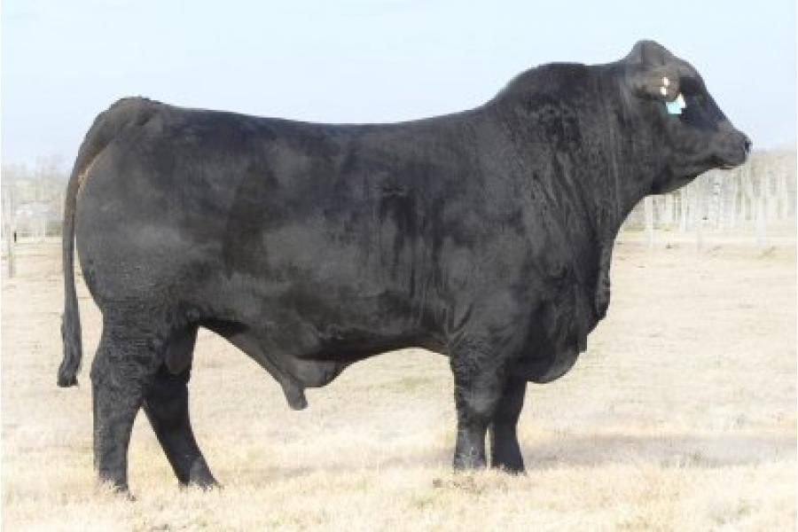 LOT 110 - 10 UNITS OF CONVENTIONAL SEMEN- BRINKS BILLY THE KID 468Z1