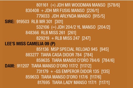 LOT 128 - LEE’S MISS CAMELIA 09 (P)
