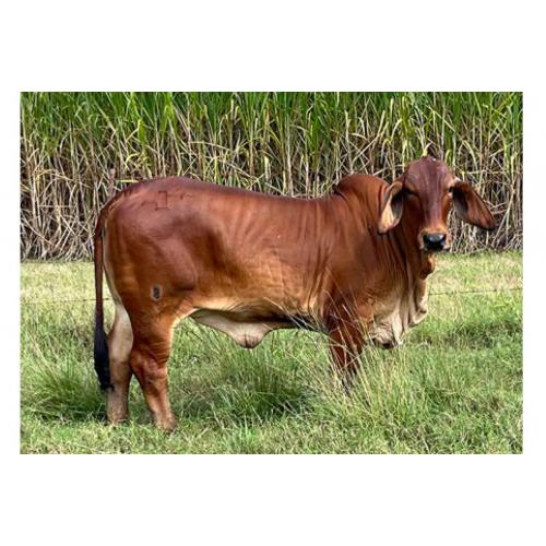 LOT 133 - JF MISS CHERRY POLLED 8/21 (P)