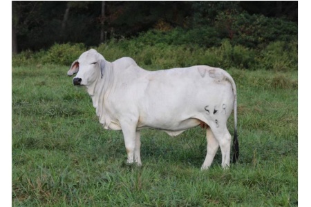 LOT 134 - MISS V8 568/8