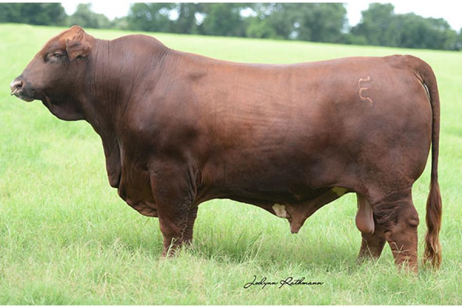 LOT 014 -   5 UNITS OF CONVENTIONAL SEMEN- EMS FIRE CHIEF