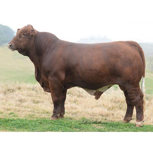 LOT 016-  5 UNITS OF CONVENTIONAL SEMEN- EMS/VFF SPECIAL EDITION