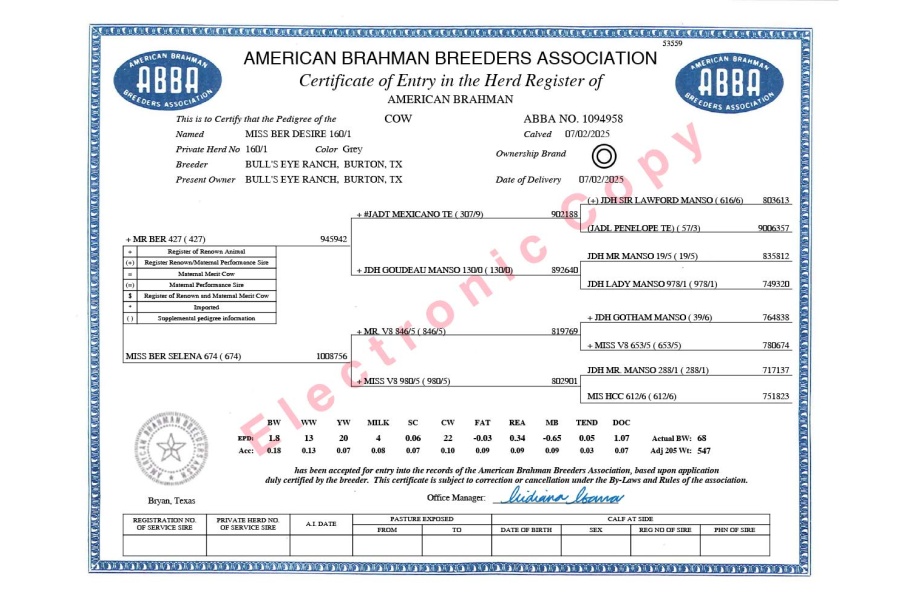 LOT 03 - MISS BER DESIRE 160/1