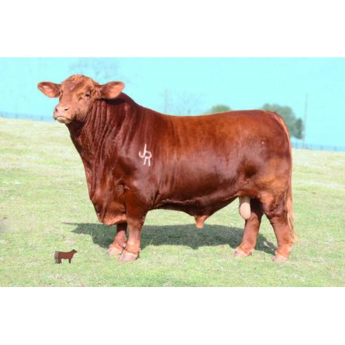 LOT 017 - 10 UNITS OF CONVENTIONAL SEMEN- TJR RED DYNASTY 198/A