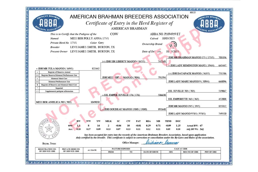 LOT 04 - MISS BER POLLY ANNA 175/1