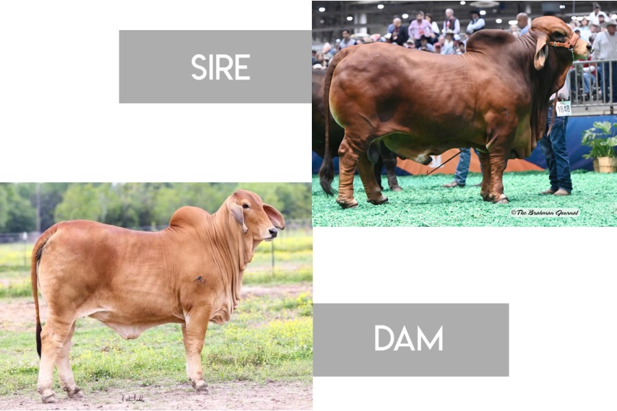 MR. FONTENOT 200 X JLCS POLLED EMMA 22/1 (P)  - FEMALE SEXED EMBRYO - USA ONLY