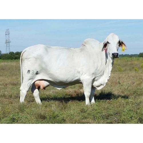 LOT 50 - MR. H BOGOTA MANSO 253/1 X MS MADISON 838/0 EMBRYO PACKAGE