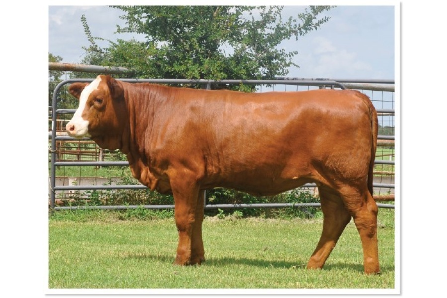 LOT 01 - MS STRACK H198