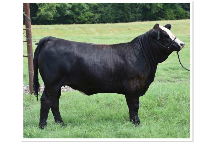 LOT 02 - POWELL`S TALLIE