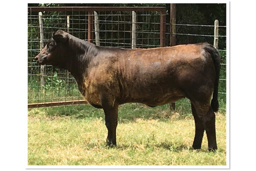 LOT 04 - SWR BLACK SAVANNAH