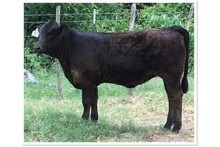 LOT 05 - SWR BLACK SHEYENNE