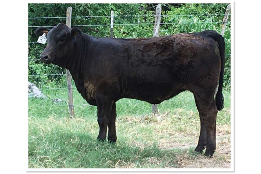 LOT 05 - SWR BLACK SHEYENNE
