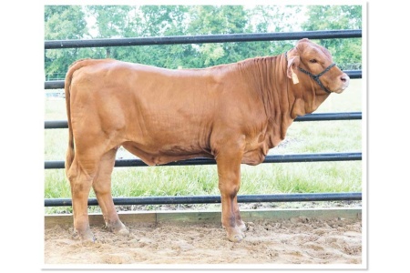 LOT 07 - HENSBROS MS NELLIE JD219