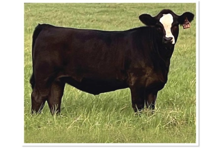 LOT 08 - SOT JASS J149