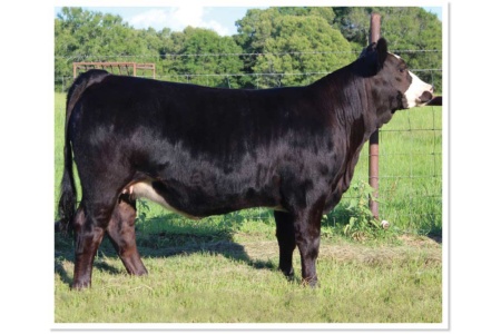 LOT 09 - 4TC DANDY J222