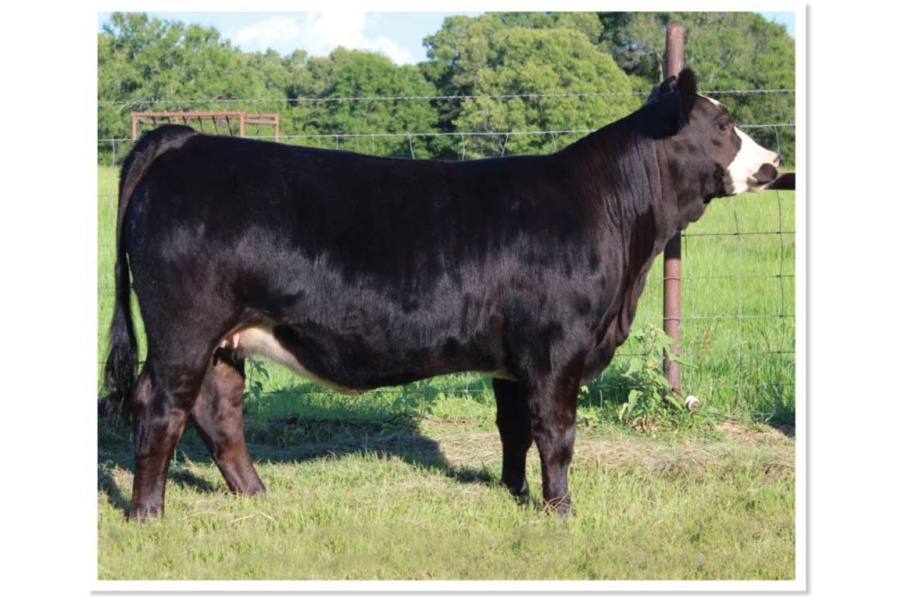 LOT 09 - 4TC DANDY J222