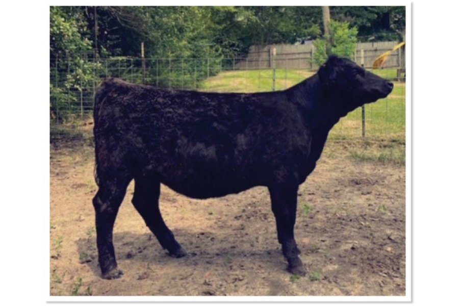 LOT 10 - SAVANNAH MH J1