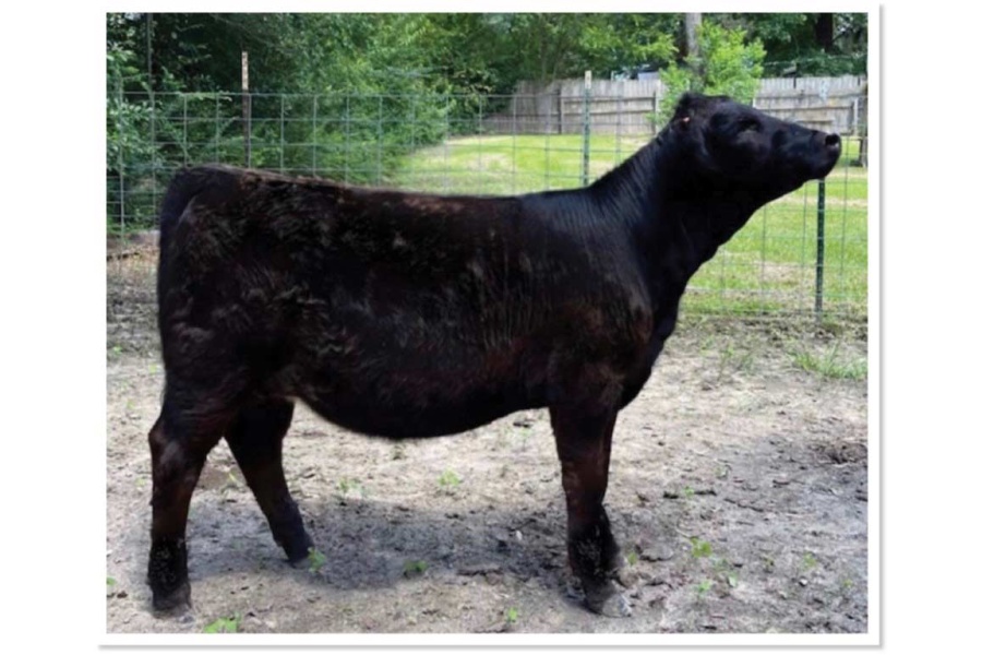 LOT 11 - GINNY MH J2