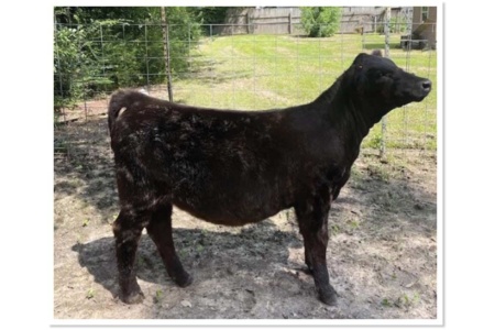 LOT 12 - ELAINE MH J3