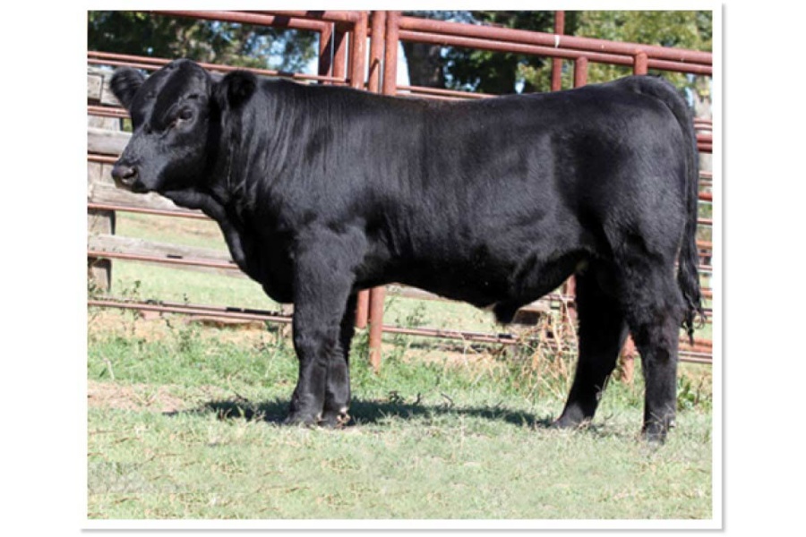 LOT 13C - 3LSR JUMBO FORCE - 5 STRAWS OF SEMEN