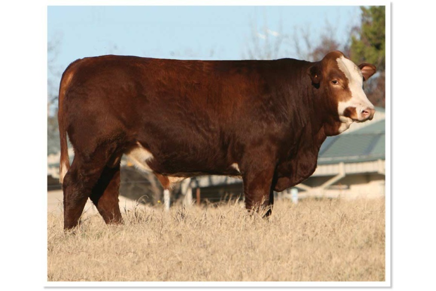 LOT 14 - BHR BRENNAN B578 - 5 STRAWS OF SEMEN