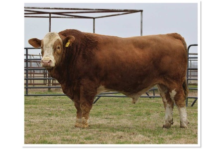 LOT 15 - RTOP MAXAMILLION 1107F - 10 STRAWS OF SEMEN