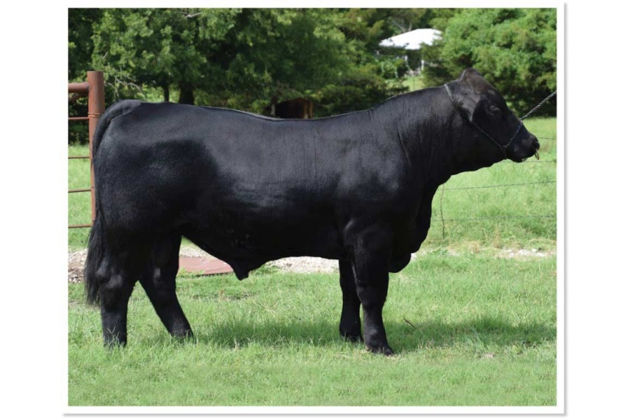 LOT 16 - POWELLS SWITCH BLADE