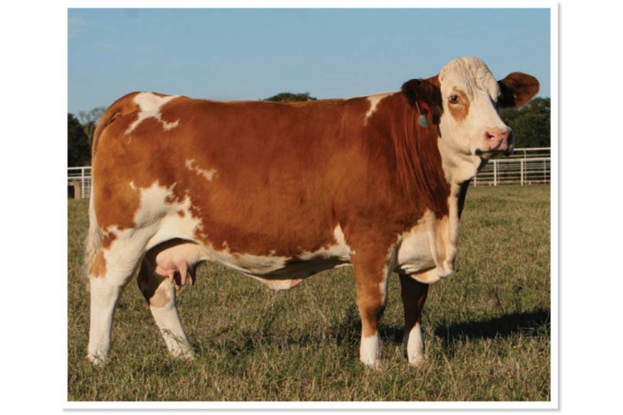 LOT 17 - EMBRYO PACKAGE - DORA LEES TIMOTHY FF51Z X JS HO JAN N70 7