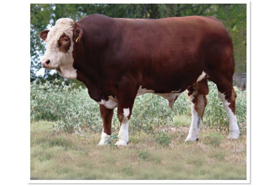 LOT 18 - RTOP MR JOSEF 1024W - 10 STRAWS OF SEMEN