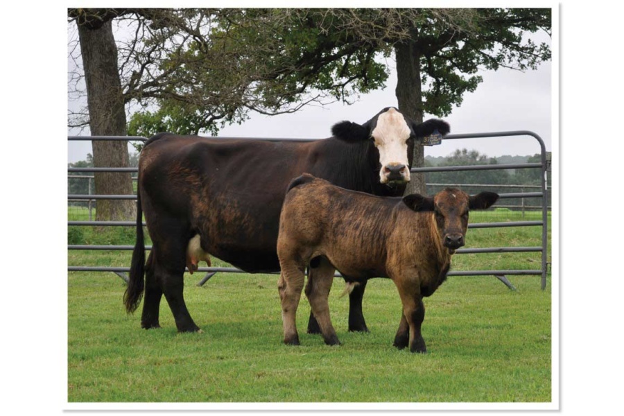 LOT 19 - CMFM MILEY 727C