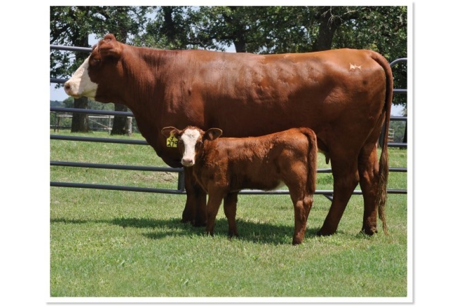 LOT 20 - HR YUCATAN QUEEN E55