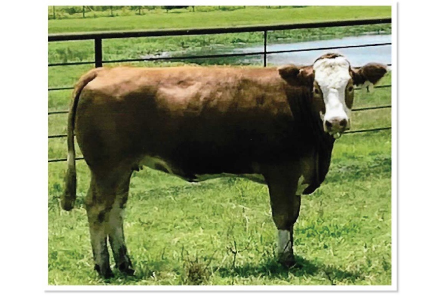 LOT 22 - T5 HOPES ARNIE