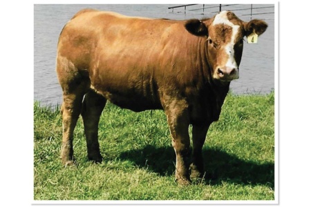 LOT 23 - T5 HALF TEX