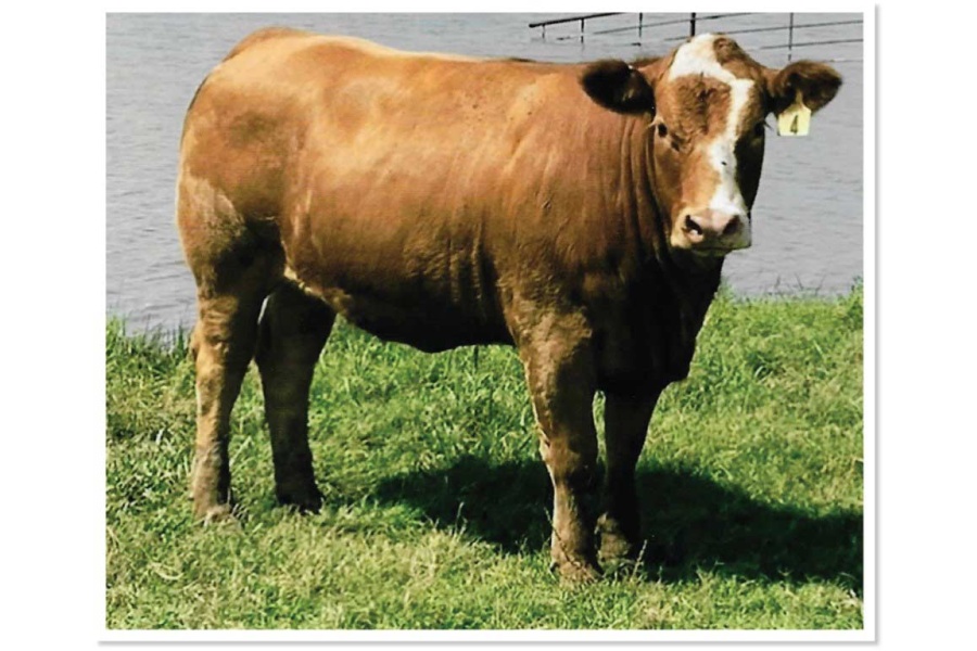 LOT 23 - T5 HALF TEX