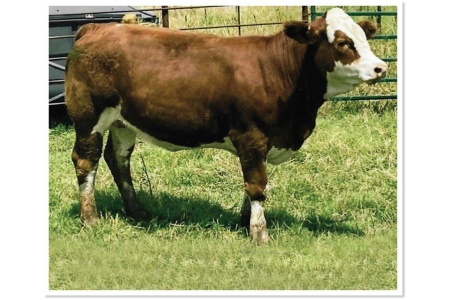 LOT 24 - T5 HEATHER RADEO