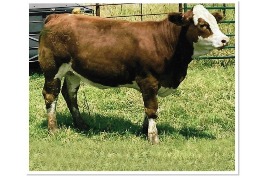 LOT 24 - T5 HEATHER RADEO