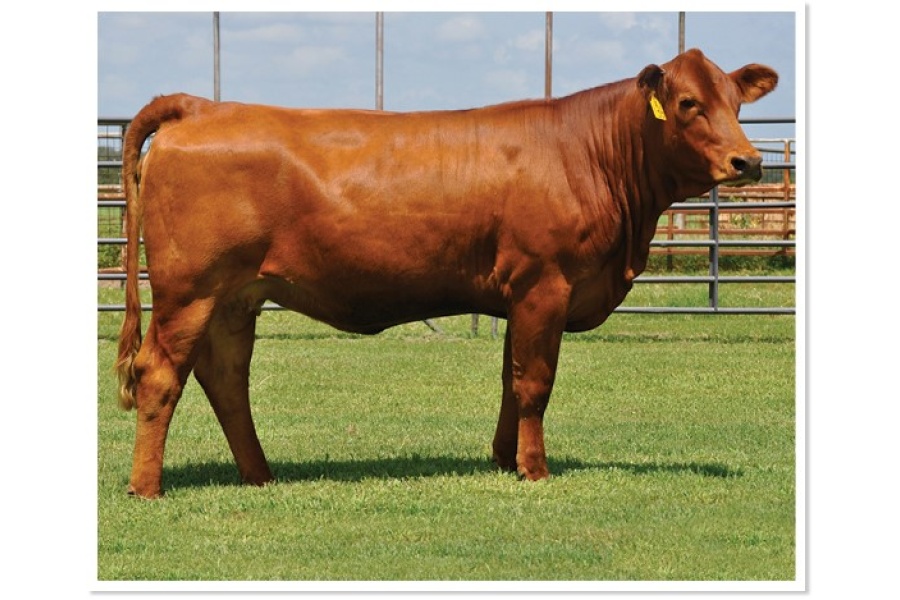 LOT 27 - MS STRACK G136 - SELLS CHOICE WITH  LOT 39 - MS STRACK H173