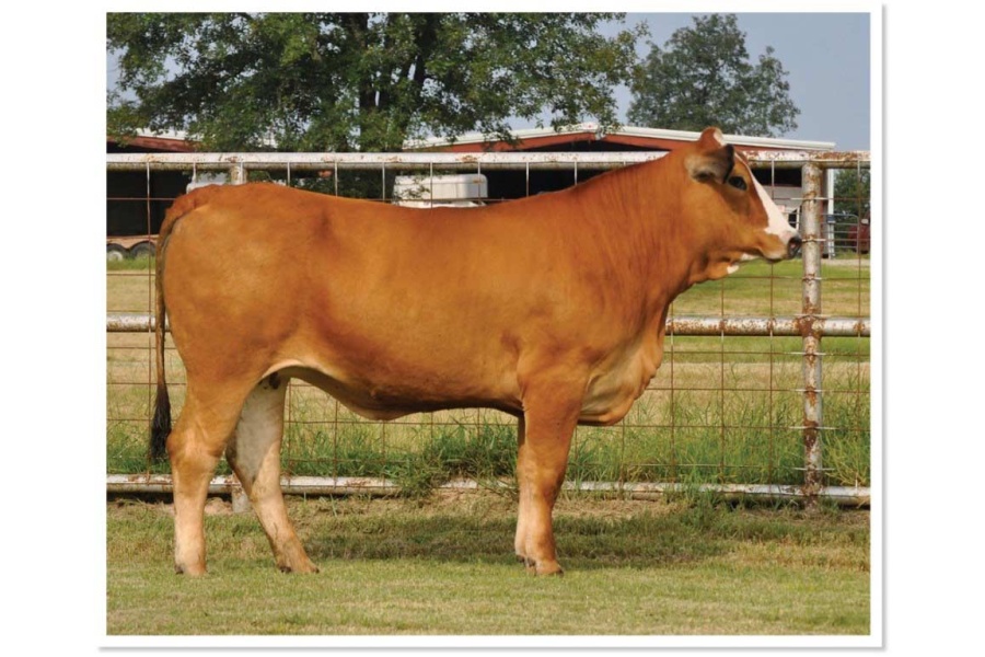 LOT 28 - PRR BUBBLES 617G -  SELLS CHOICE WITH LOT 46 - PRR PASSION 138H
